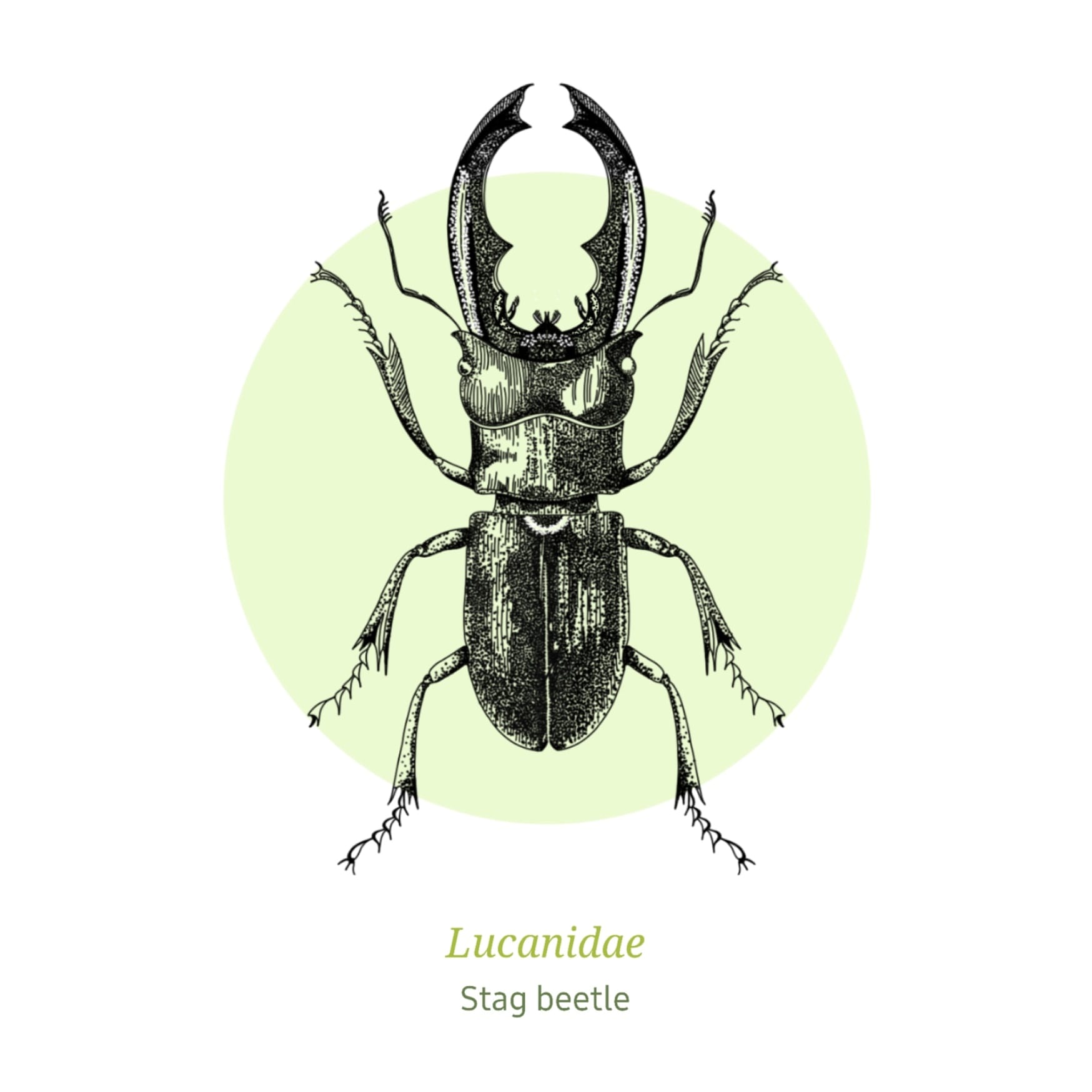 Illustration: Stag Beetle