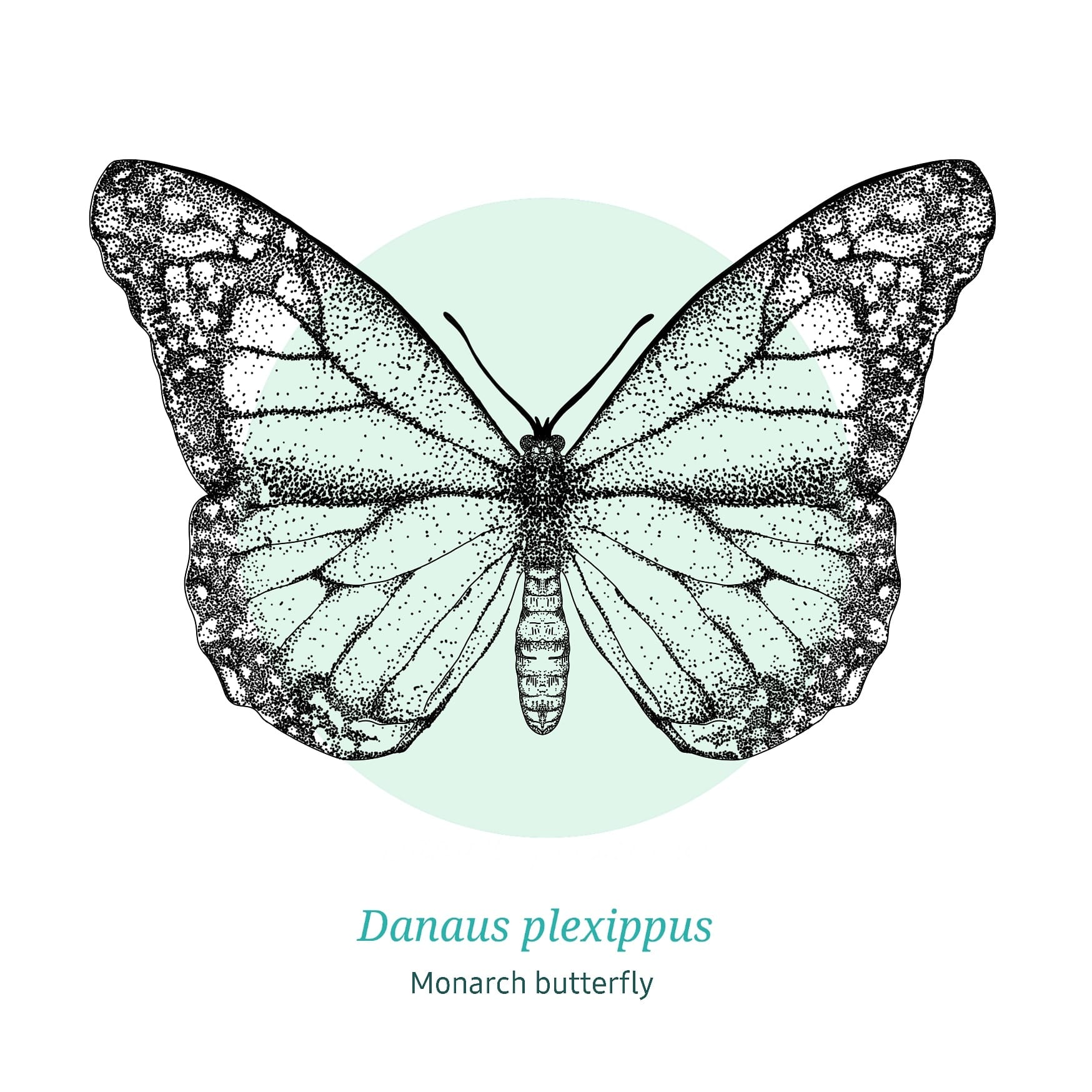 Illustration: Butterfly