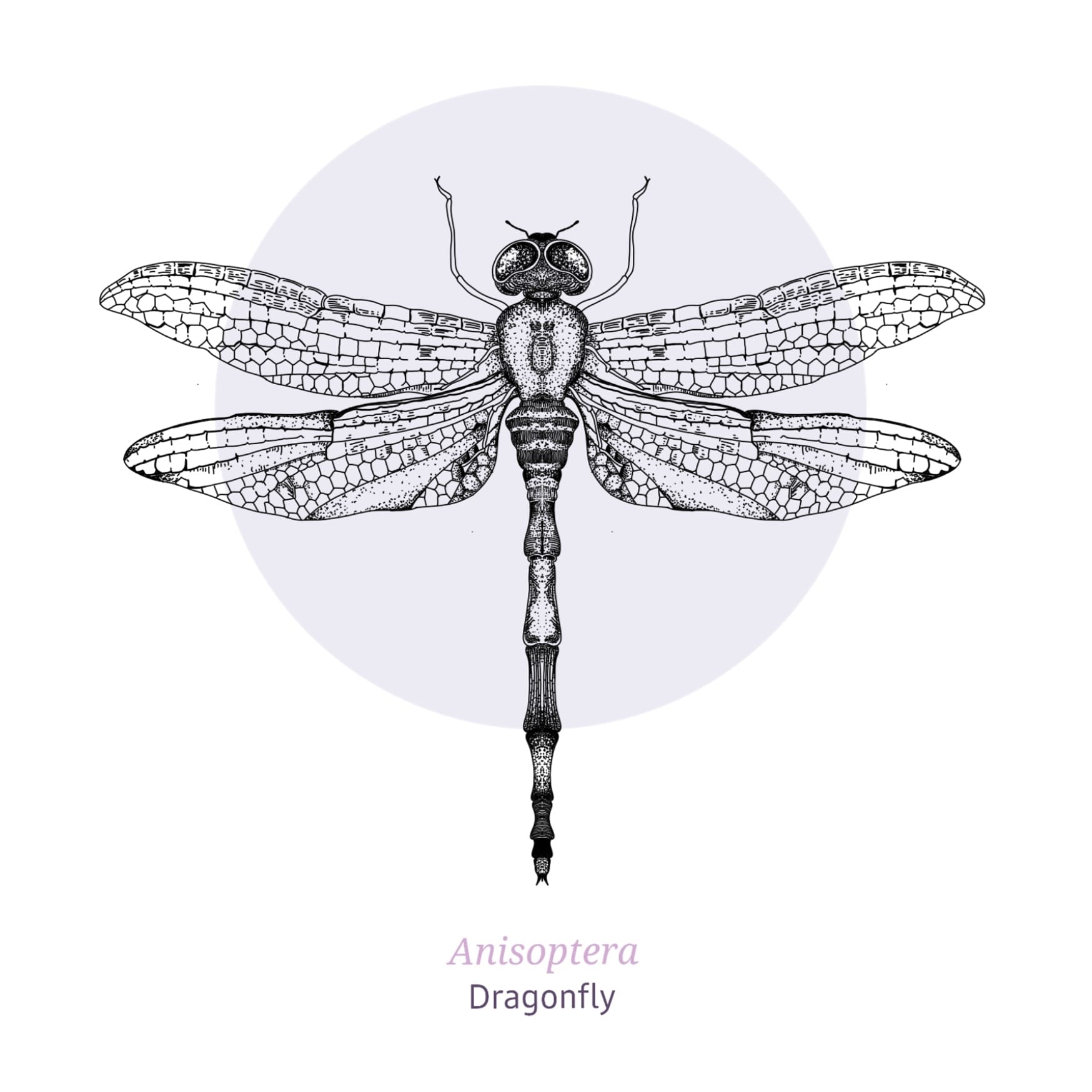 Illustration: Dragonfly