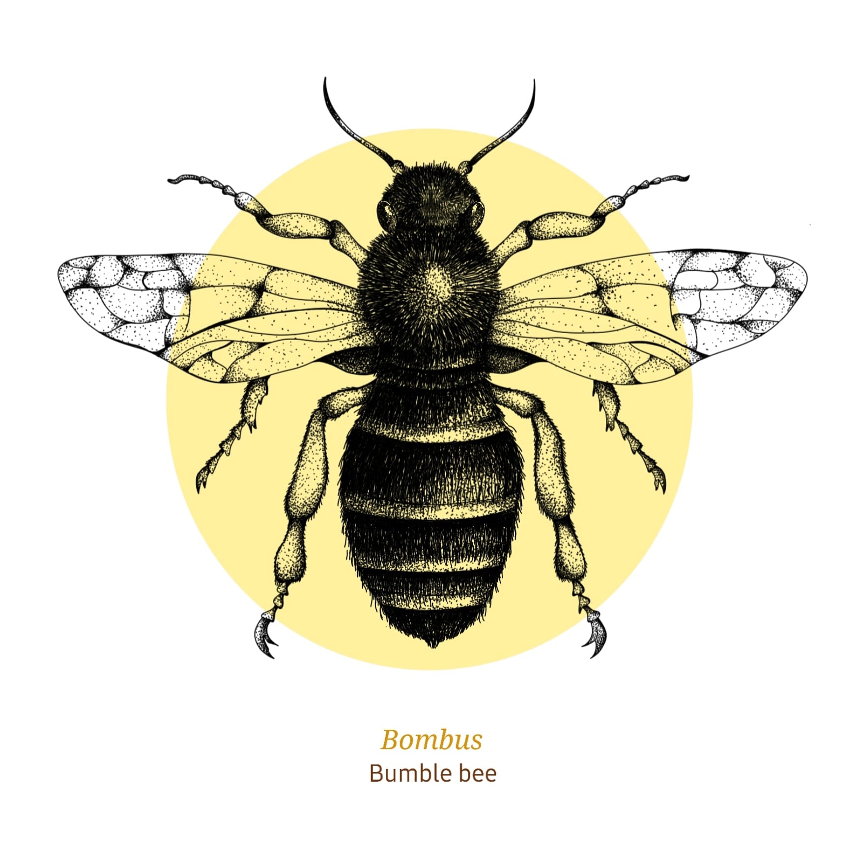 Illustration: Bumble Bee